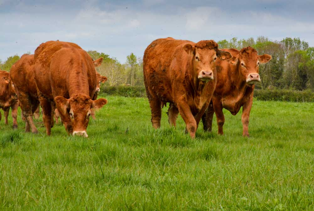 Agence immobilière de RENNES IMMOBILIER - VHL AGRI
