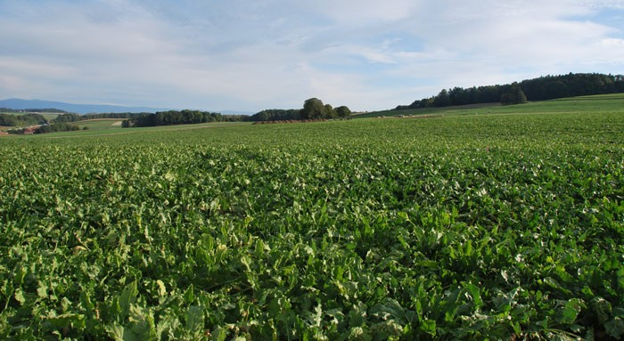 Agence immobilière de RENNES IMMOBILIER - VHL AGRI