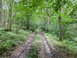 VENDU - Domaine forestier 57 ha à vendre.