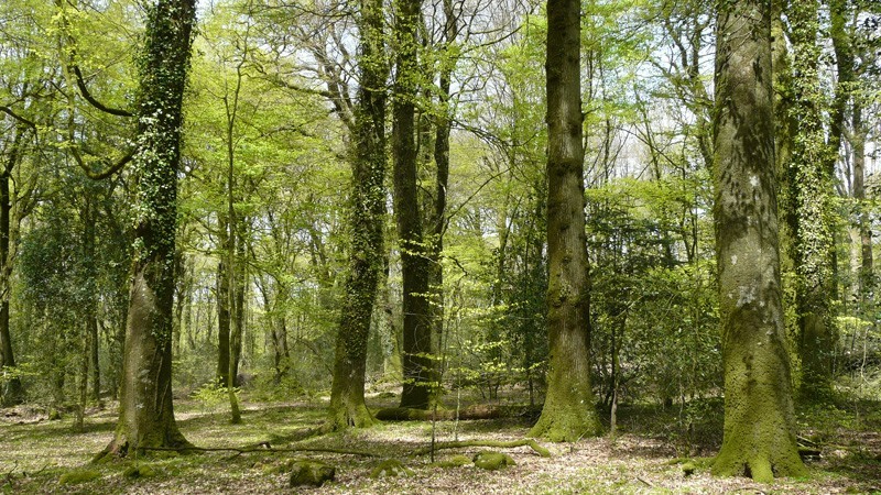 Bois à vendre en Forêt de Rennes