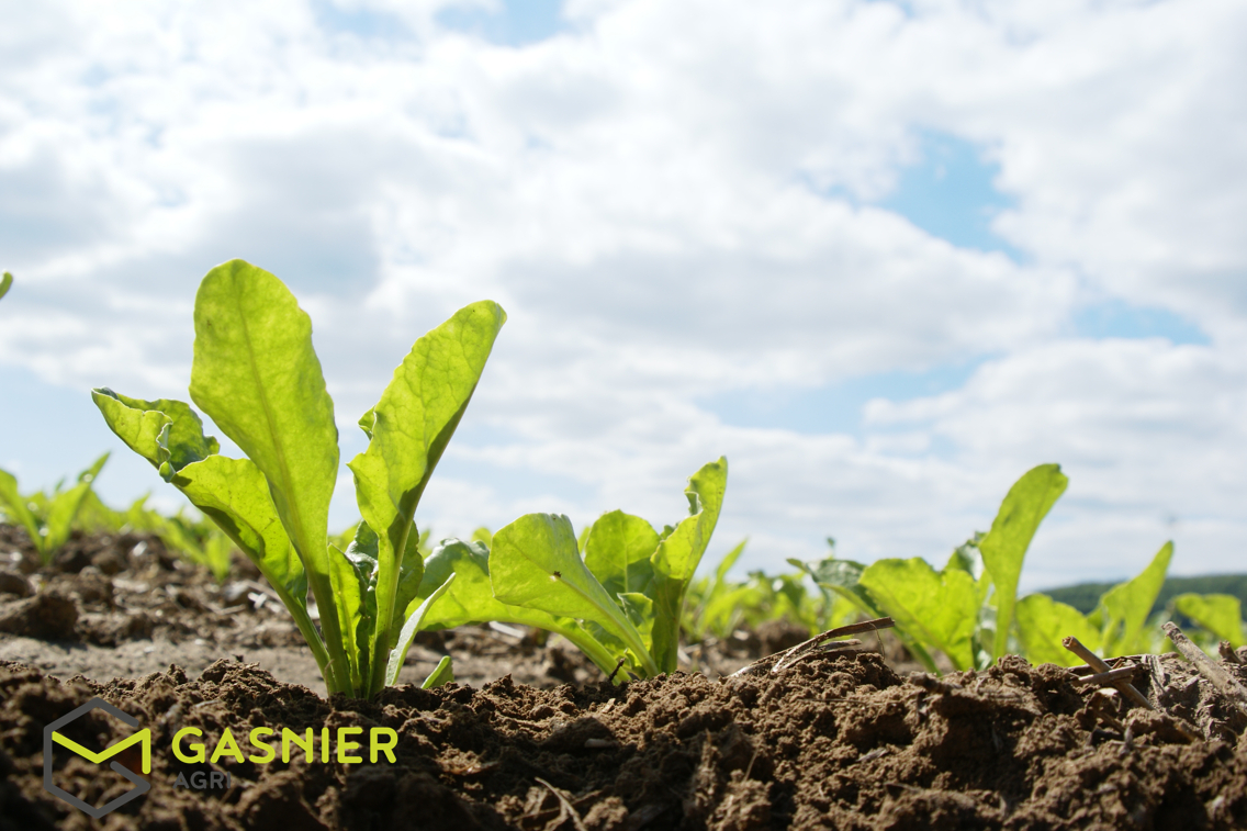 Agence immobilière de RENNES IMMOBILIER - VHL AGRI