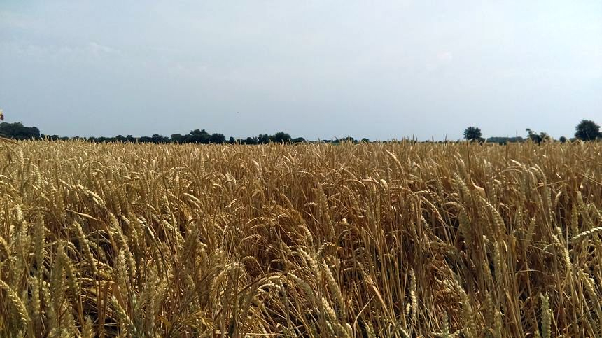 Investissement 7ha 73a 47ca - secteur de Plélan-Le-Grand (35).