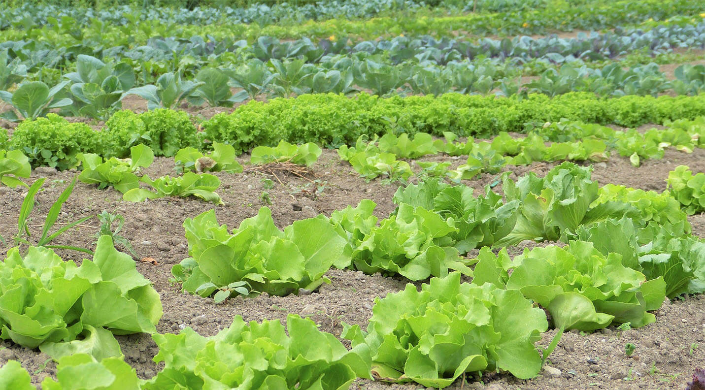 RENNES Ouest (35) - 4ha 70a 52ca libres à VENDRE.