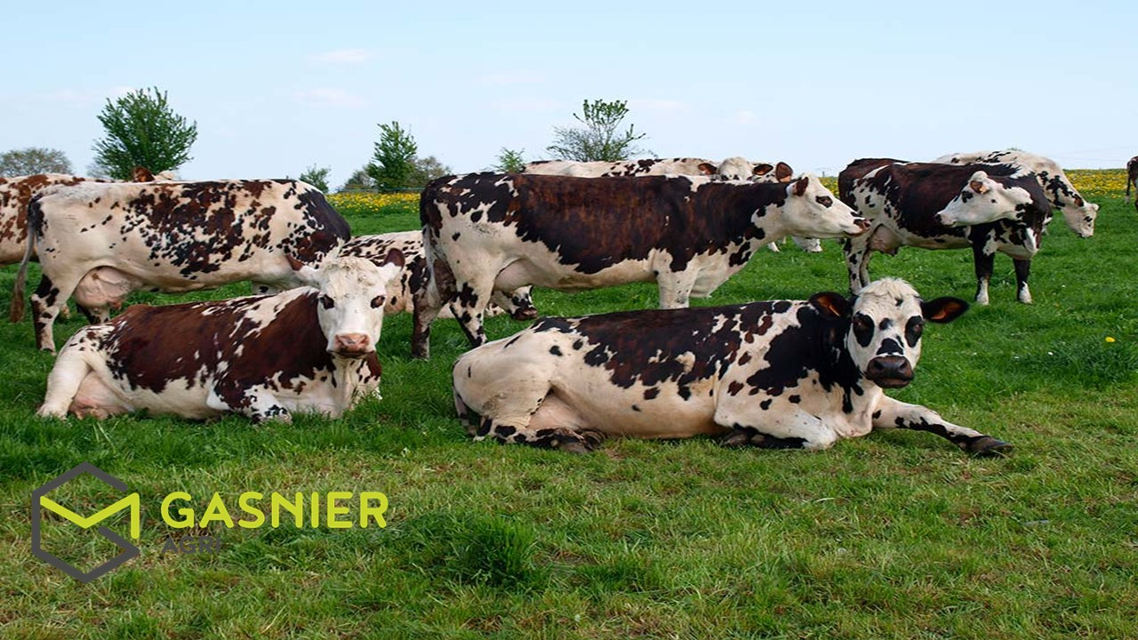 Agence immobilière de RENNES IMMOBILIER - VHL AGRI