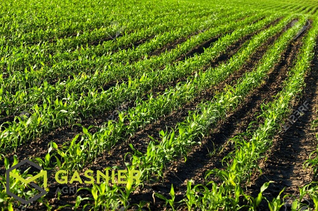 Agence immobilière de RENNES IMMOBILIER - VHL AGRI