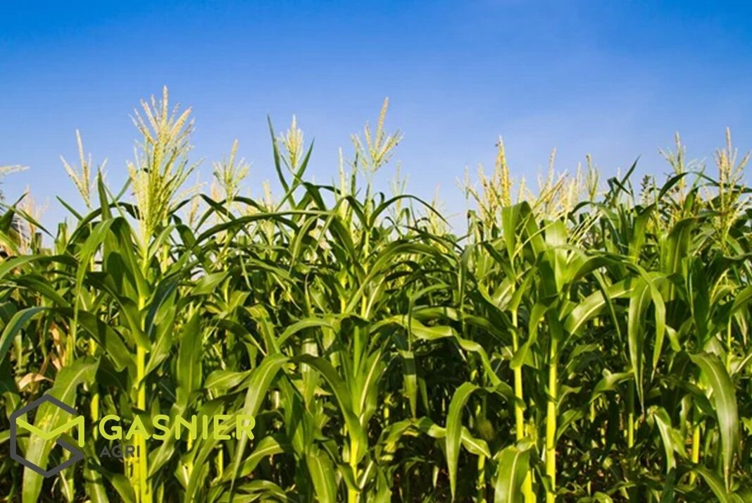 Investissement 84ha - Sud Manche (50)