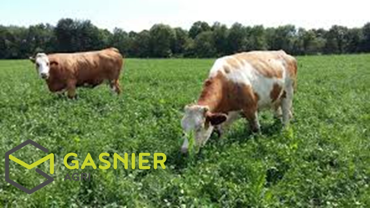 Agence immobilière de RENNES IMMOBILIER - VHL AGRI