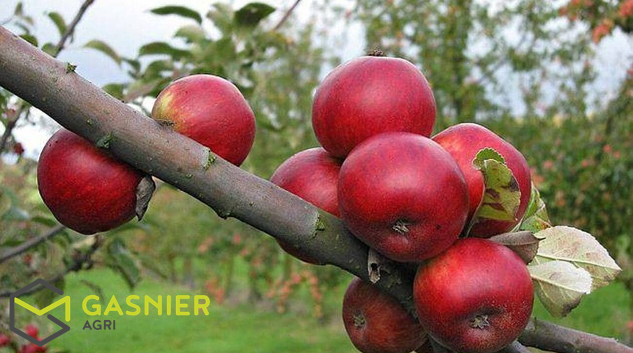 FINISTERE-NORD - Propriété cidricole