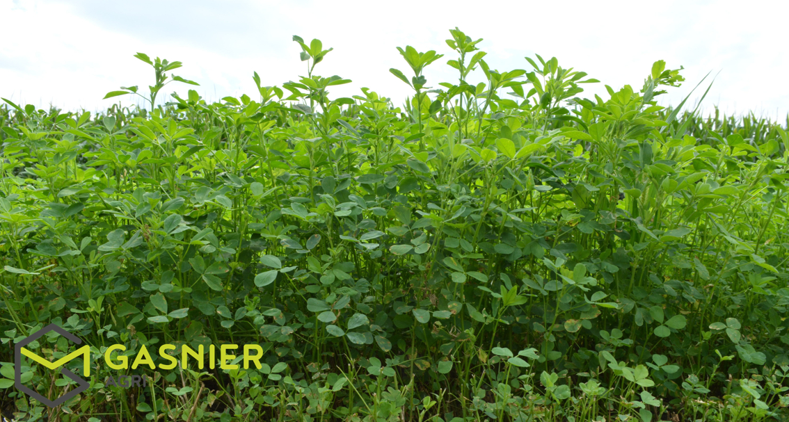 Photo Investissement 42ha - Nord Maine-et-Loire (49). image 1/1