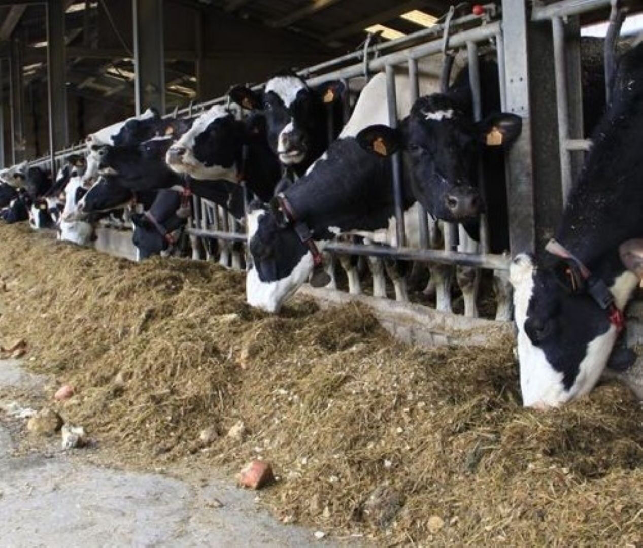Photo Est NOYON - 200ha polyculture élevage. image 1/1