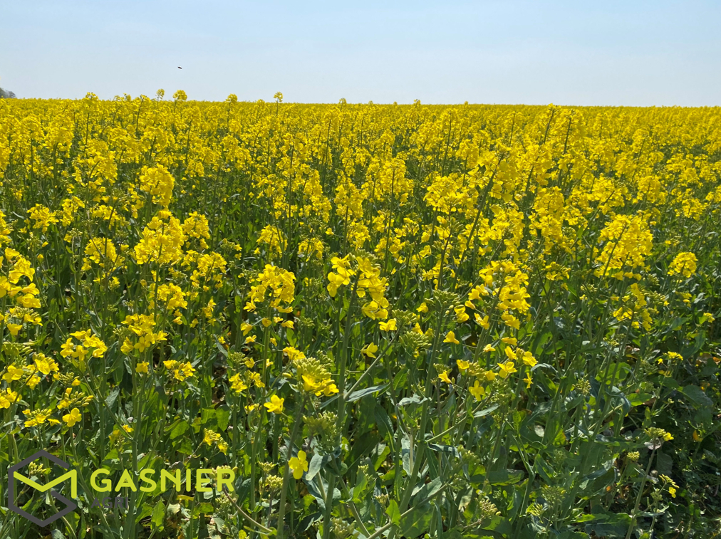 Investissement 50ha - Nord Loir-et-Cher (41).