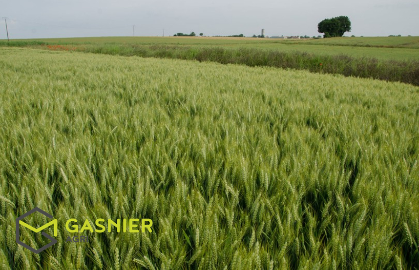 Photo EXCLUSIVITE Sud Charente-Maritime - 100ha de culture. image 1/1