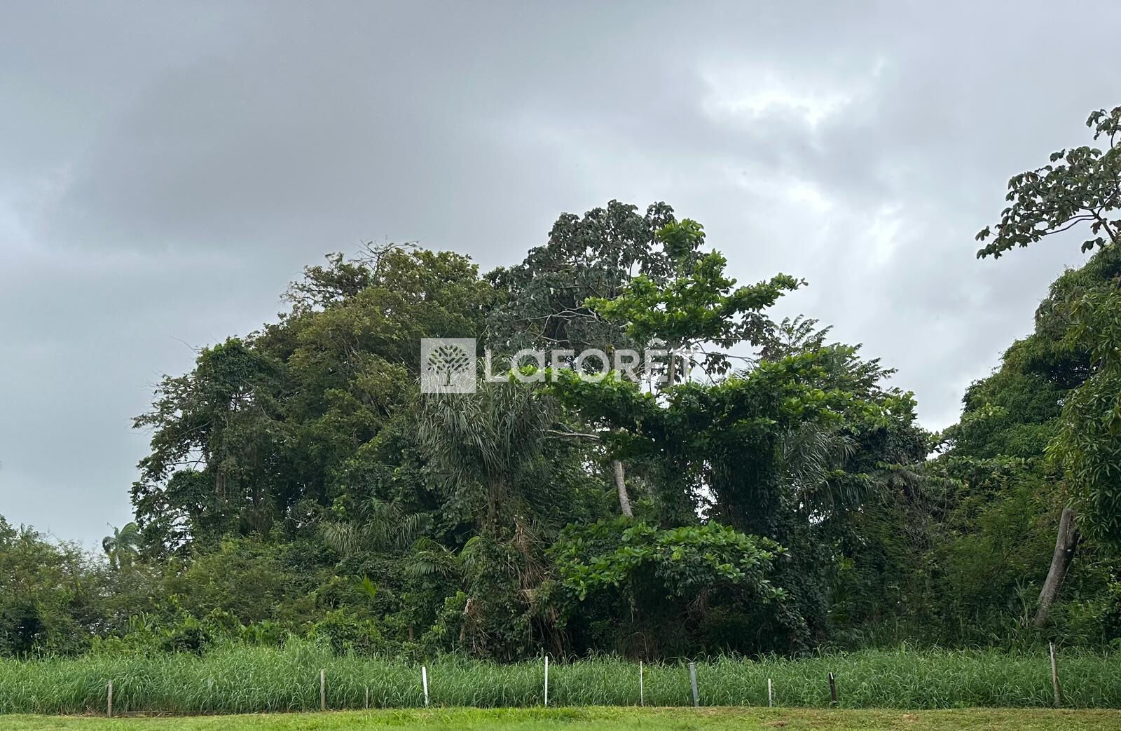 Terrain constructible Rémire-Montjoly 2 620 m²