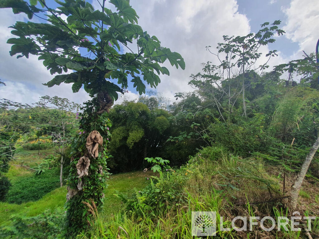 A Vendre : Terrain constructible de 572 m² environ à Ducos