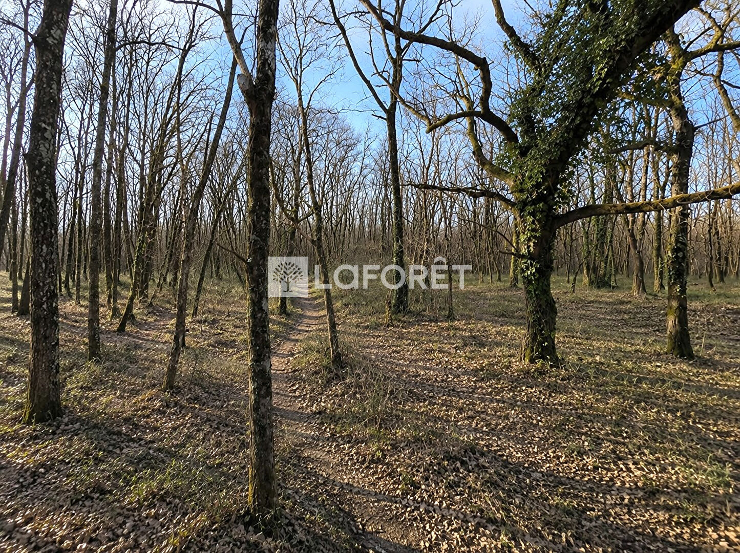 Terrain boisé Pompignan 3482 m2